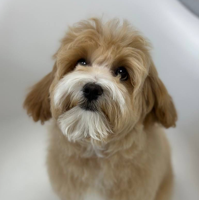 Гигиена БЕЗ СТРИЖКИ для мальтипу