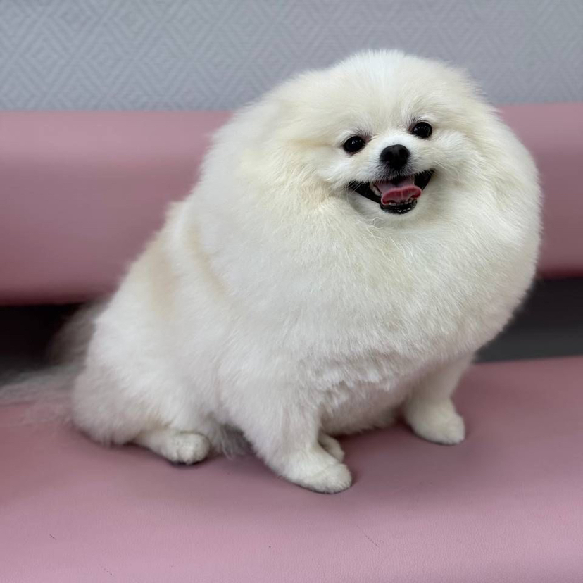 Комплекс СО СТРИЖКОЙ для шпица от 6 кг.