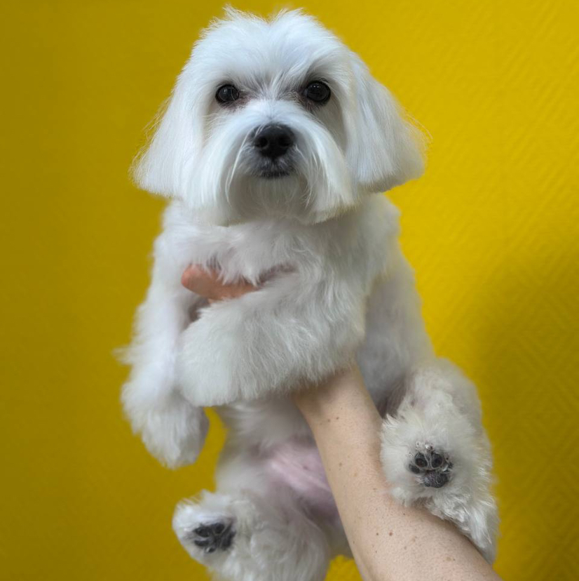 Комплекс СО СТРИЖКОЙ для мальтийской болонки ПОД МАШИНКУ (мальтезе)