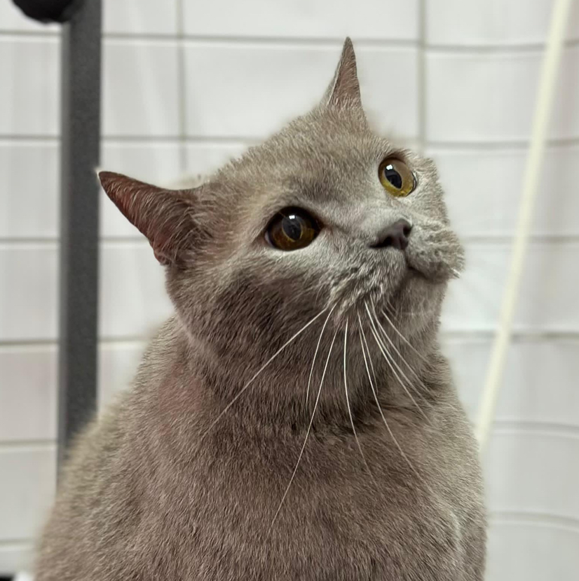 Экспресс-линька для кошек до 10 кг