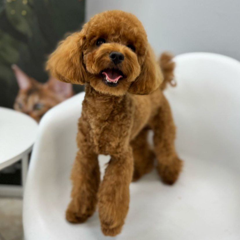 Комплекс СО СТРИЖКОЙ ПОД МАШИНКУ для Пуделя (Той, Миниатюра)