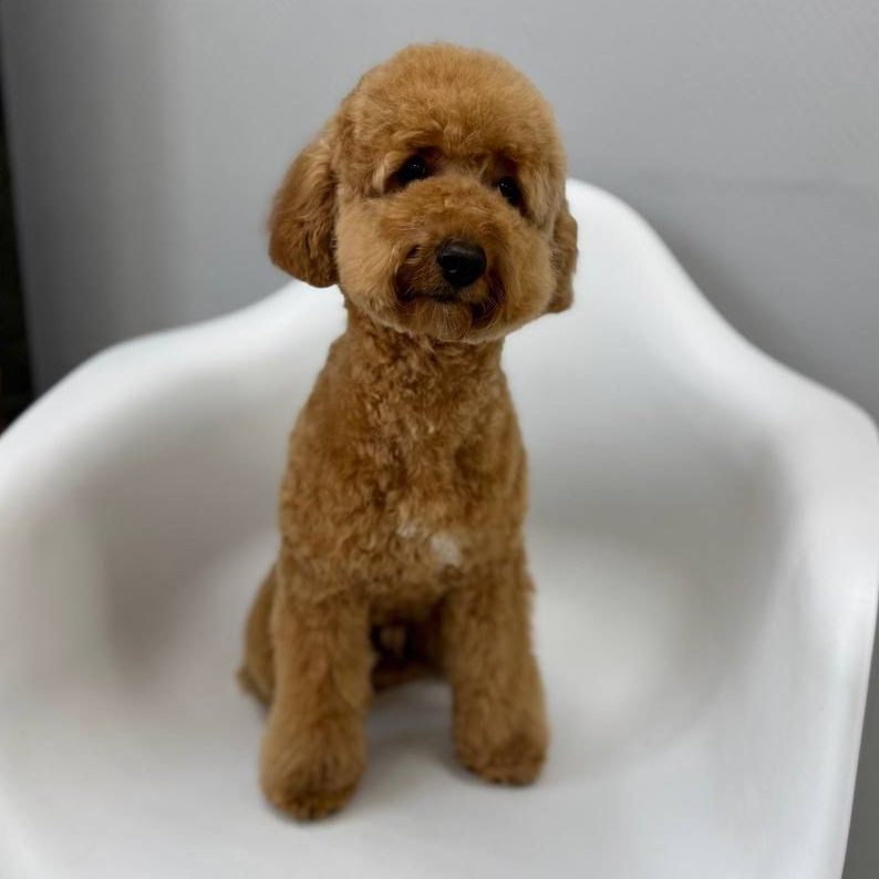 Комплекс СО СТРИЖКОЙ ПОД МАШИНКУ для Пуделя(среднего)