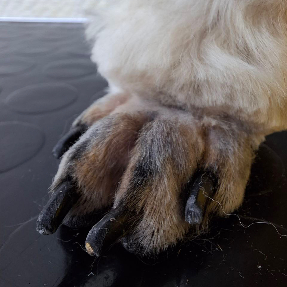 Стрижка пуделиных лап