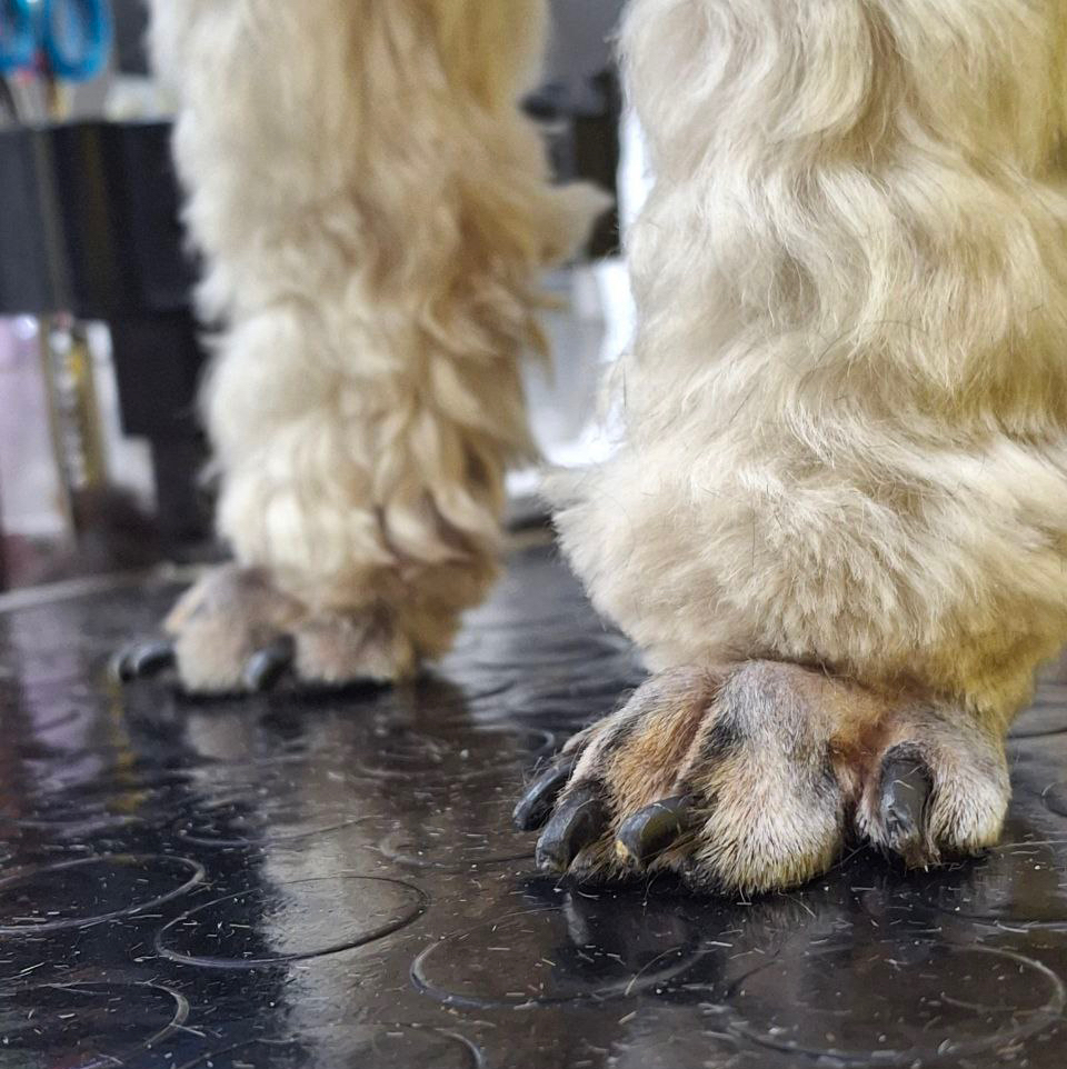 Стрижка пуделиных лап