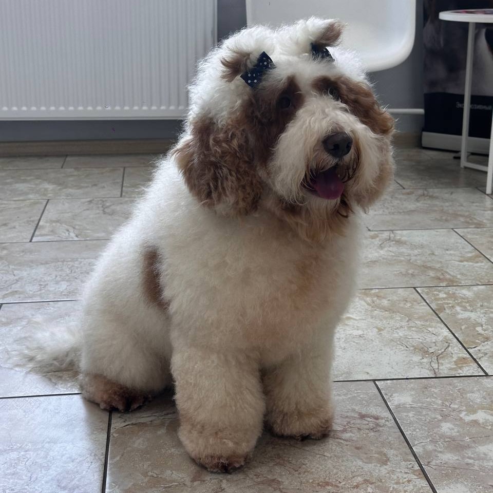 Комплекс БЕЗ СТРИЖКИ для Лабрадудля