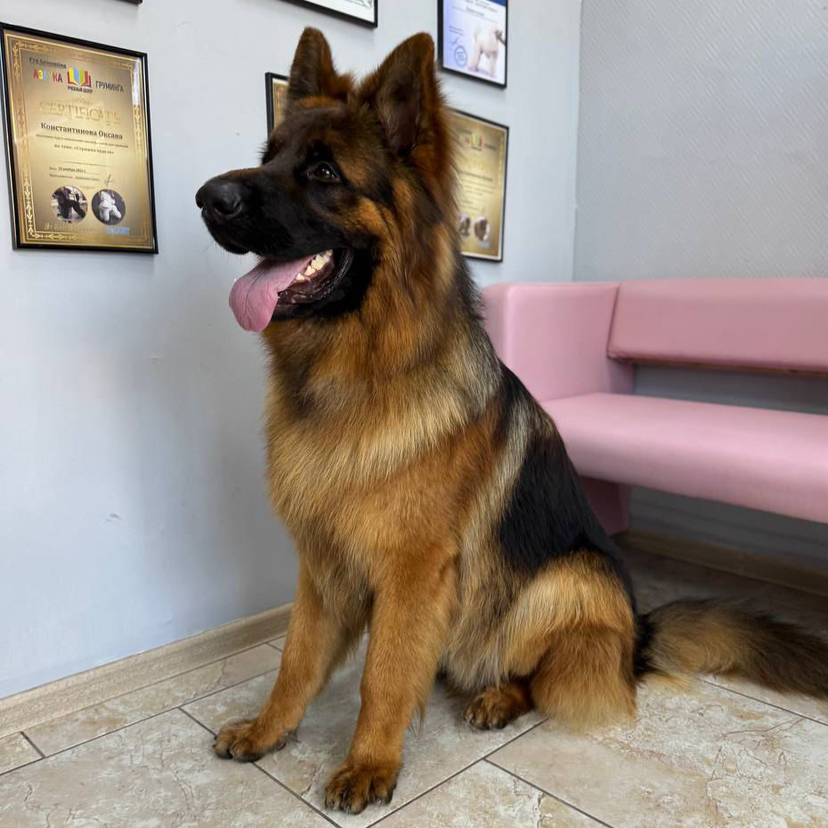 Экспресс-линька для Немецкой овчарки