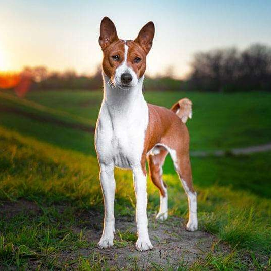 Басенджи Комплекс "Стандарт" (экспрес-линька) до 43 см в холке (более 43 см + 400р)