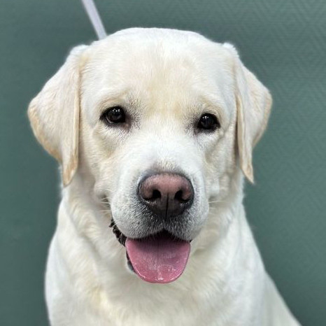 Экспресс линька для Лабрадора
