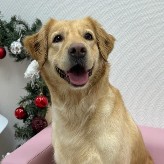 Экспресс линька для Ретривера