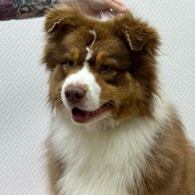 Экспресс-линька для Аусси