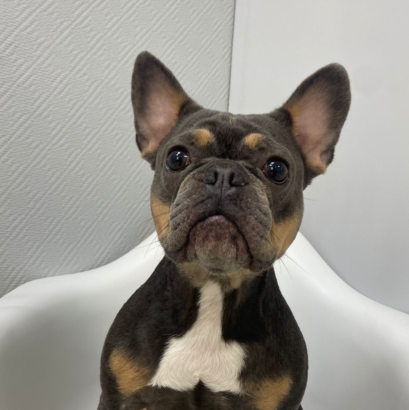 Экспресс линька для Французского Бульдога