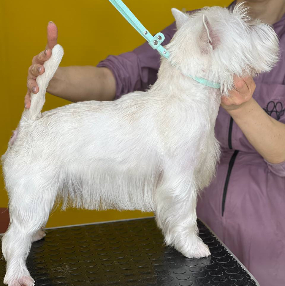 Тримминг для Вест-хайленд-уайт-терьера