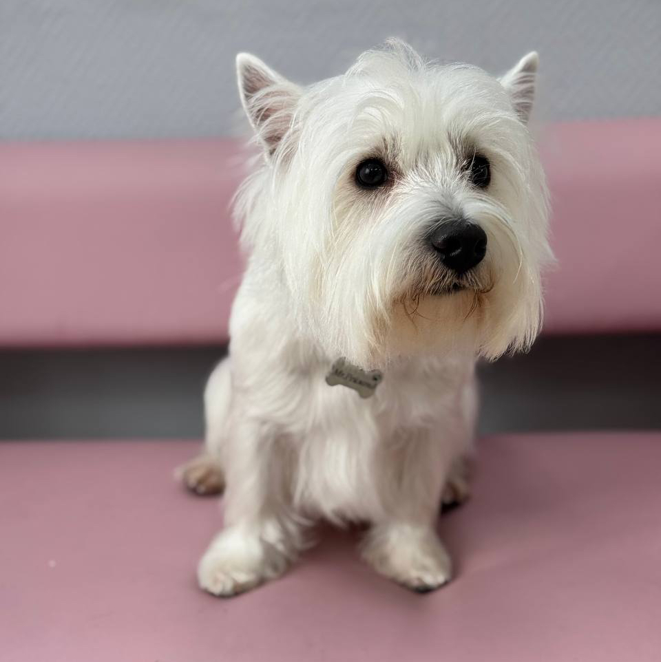 Гигиена для Вест-хайленд-уайт-терьера