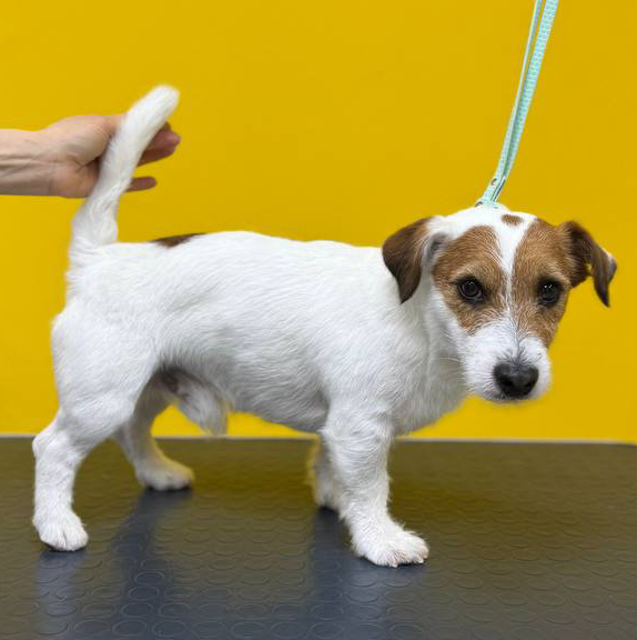 Тримминг для Жесткошерстного Джек-рассел-терьер