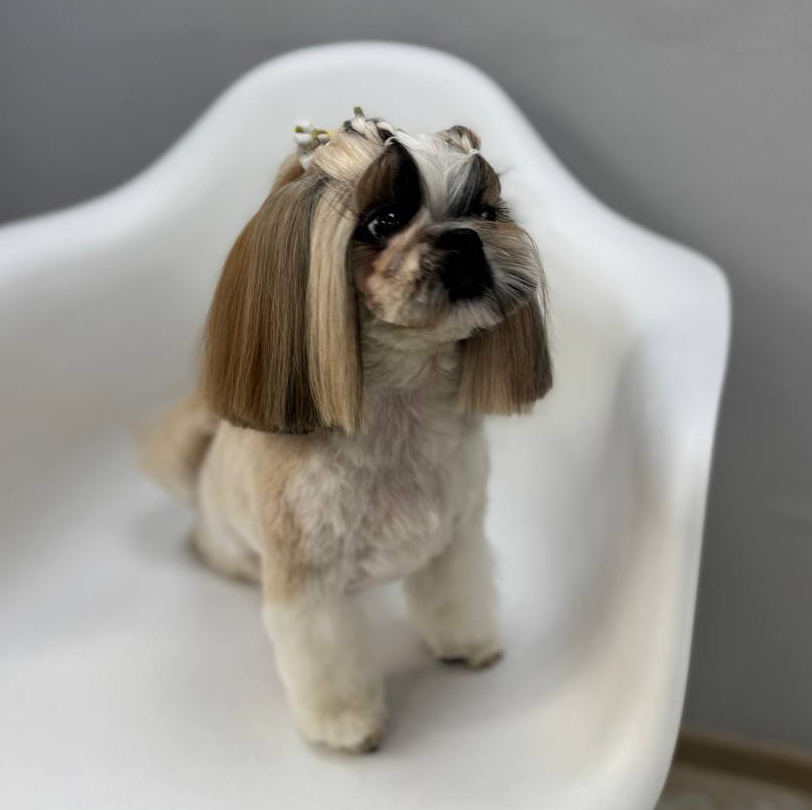 Комплекс СО СТРИЖКОЙ ПОД МАШИНКУ для Ши-тцу