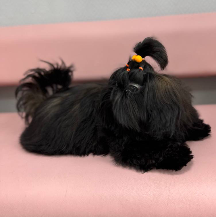 Гигиена БЕЗ СТРИЖКИ для Ши-тцу