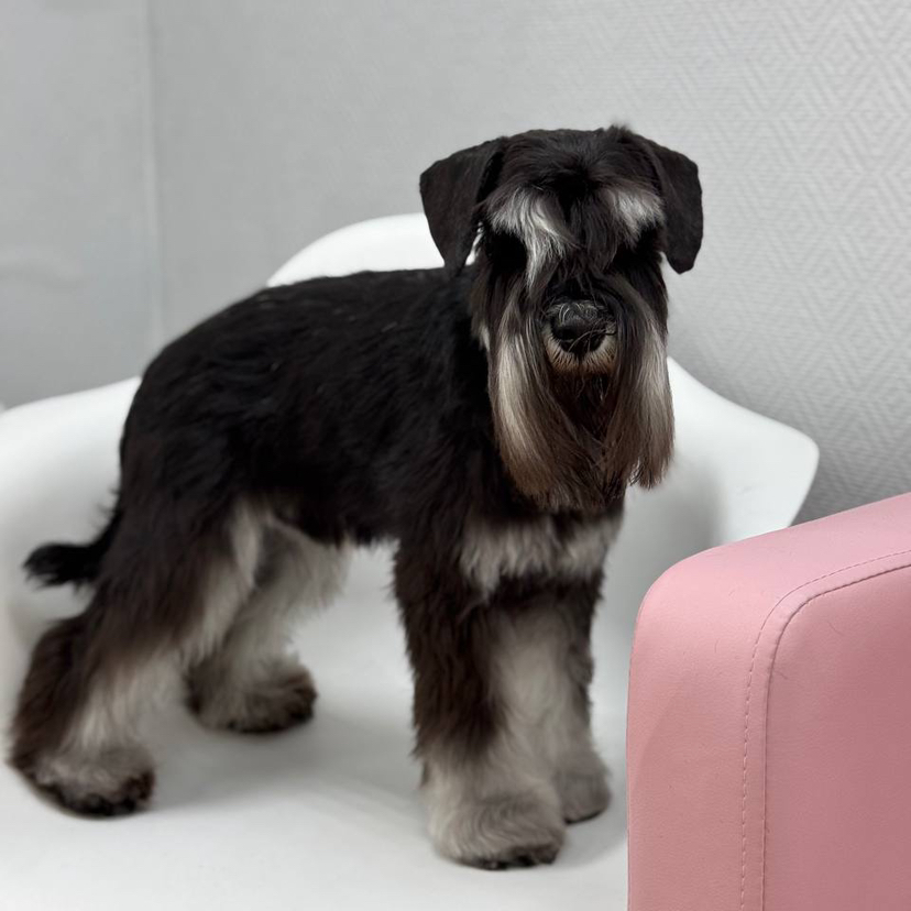 Тримминг для Цвергшнауцера