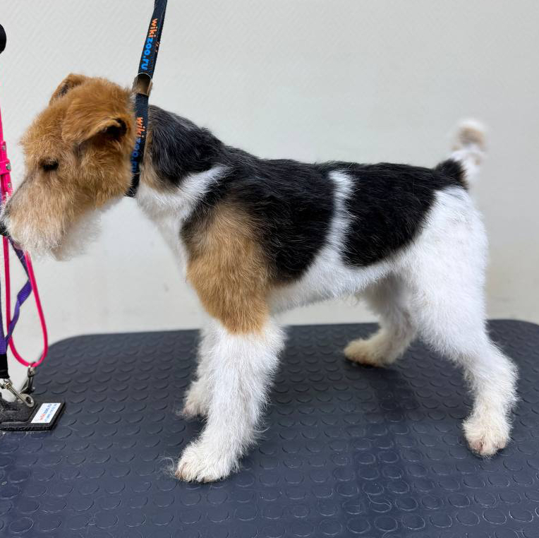 Тримминг для Фокстерьера