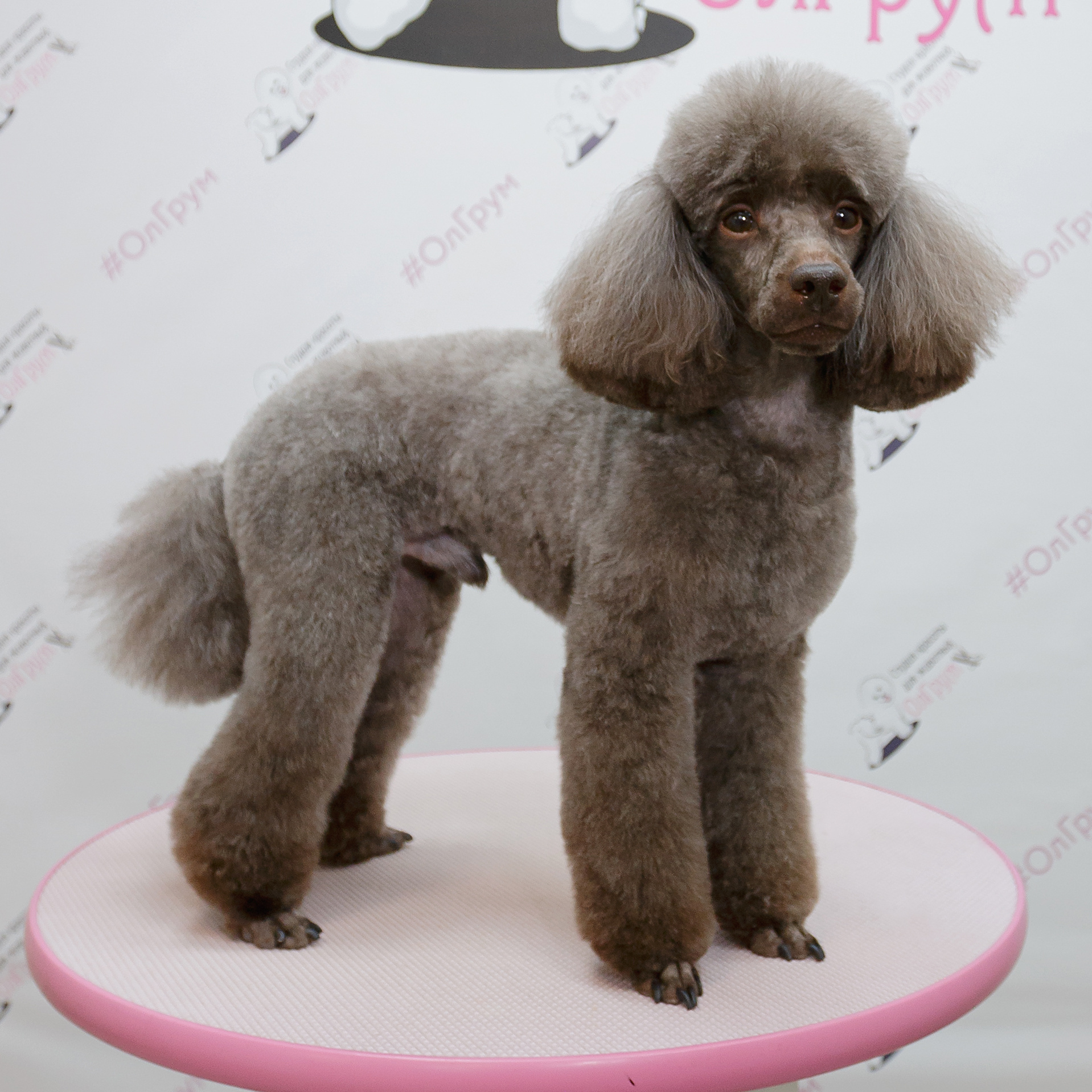 Пудель Средний (малый)  35-45 см в холке Комплекс "Премиум-спа" стрижка "Модерн"