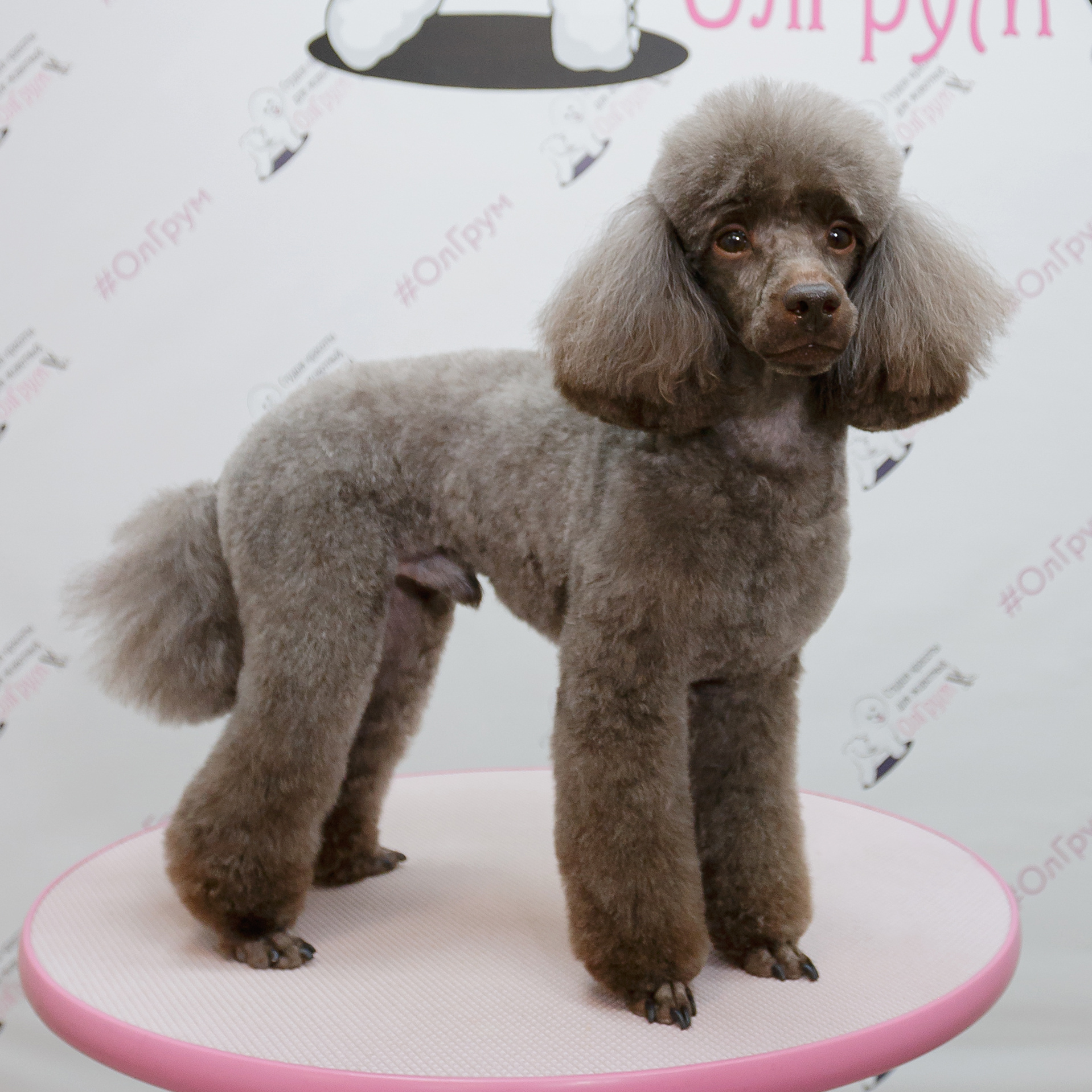 Пудель Миниатюрный (карликовый) 28-35 см в холке Комплекс "Стандарт" стрижка "Модерн"