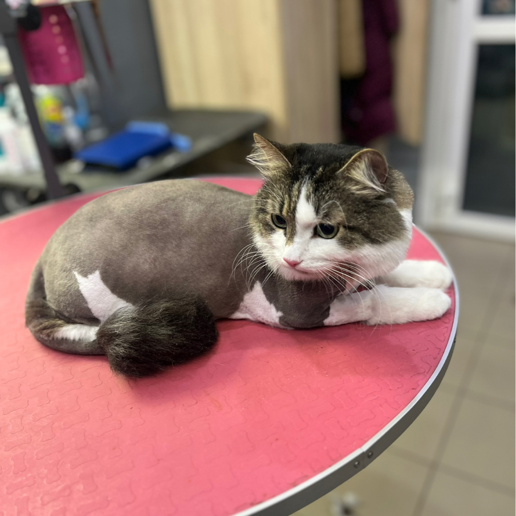 Кошки- «Комплекс со с стрижкой и мытьём»(короткошерстные)