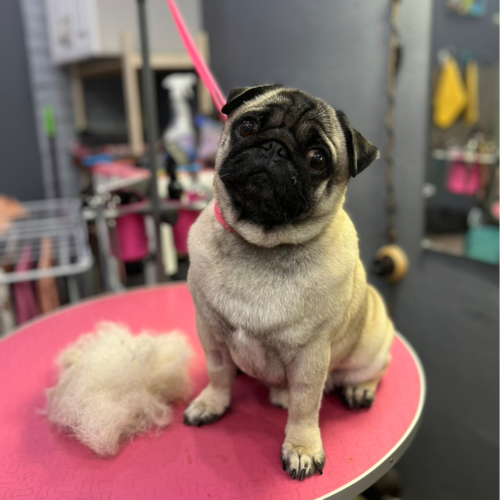 Мопс- «Комплекс с мытьем и вычесом»