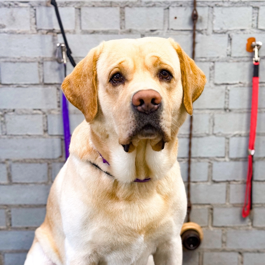 Лабрадор- «Комплекс с мытьём и вычесом»