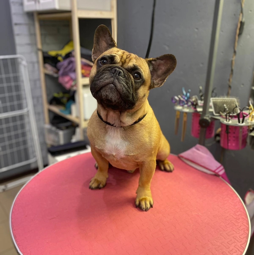 Французский бульдог-«Комплекс с мытьем и вычесом»