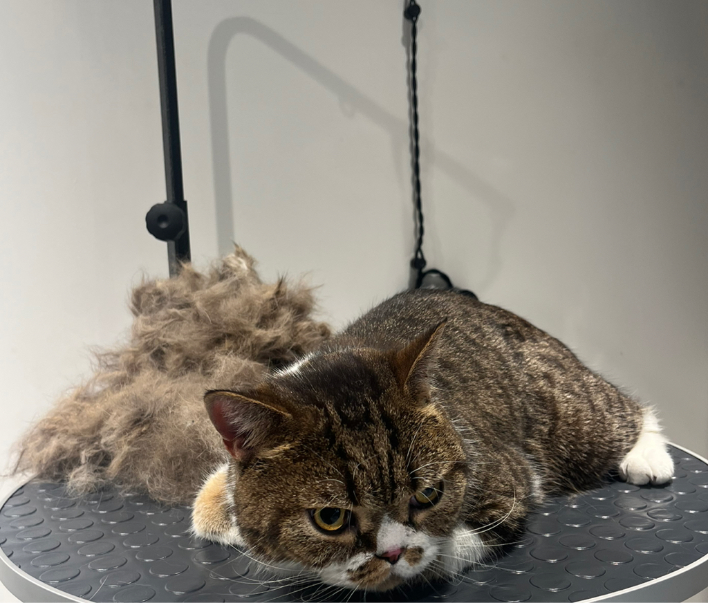 Кошки- «Комплекс с мытьём и вычесом»(короткошерстные)