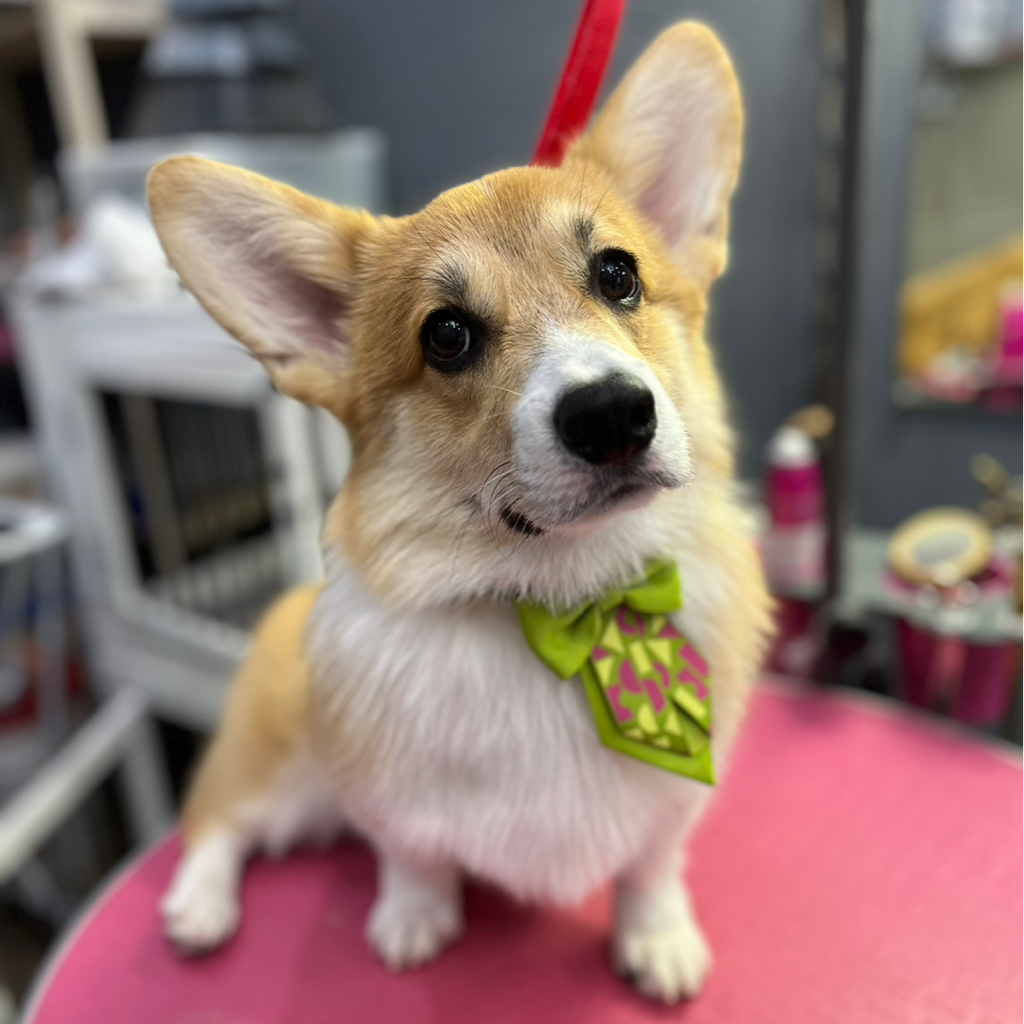 Корги-«Комплекс с мытьем и вычесом»