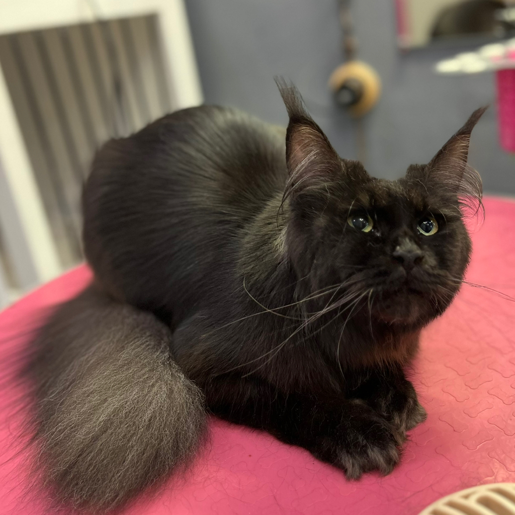 Кошки- «Комплекс с мытьем и вычесом»