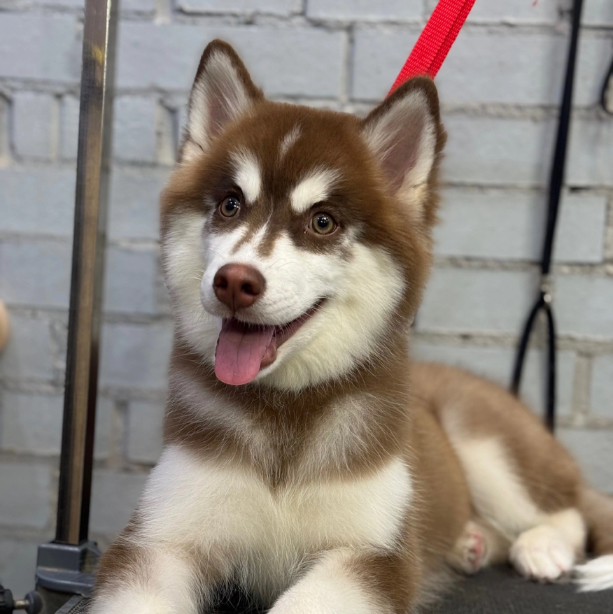 Хаски- «Комплекс с мытьем и вычесом»