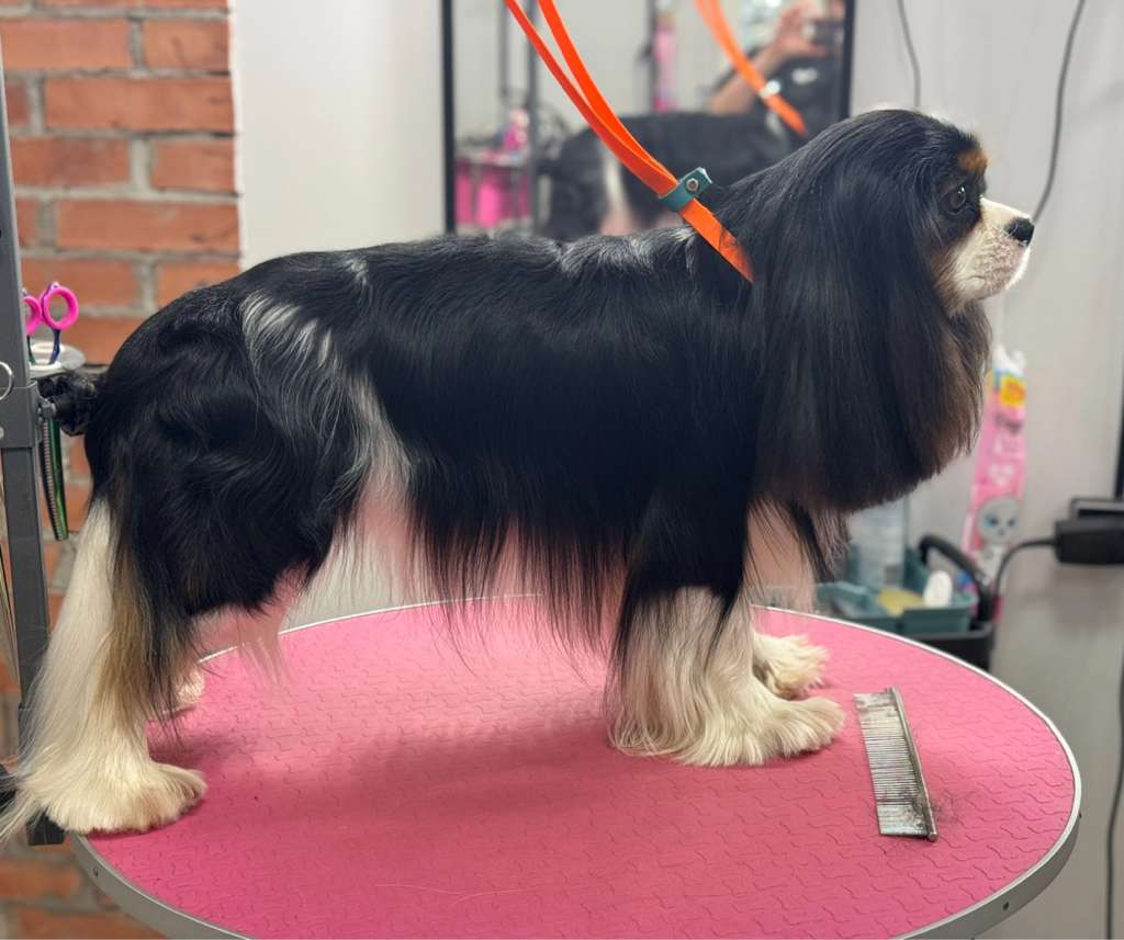 Кавалер кинг чарльз спаниель-Комплекс «Стандарт породы