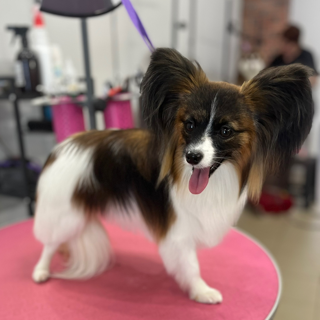 Папильон- Комплекс «Стандарт породы»