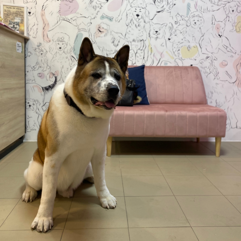 Американская Акита - «комплекс с мытьем и вычесом»