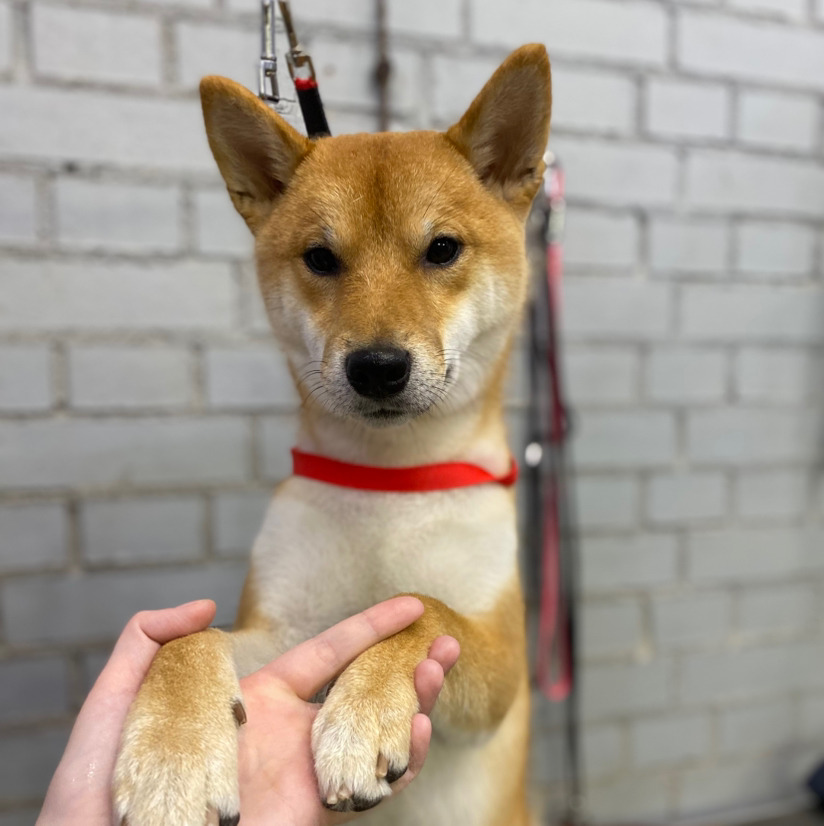 Сиба-Ину - «Комплекс с мытьем и вычесом»