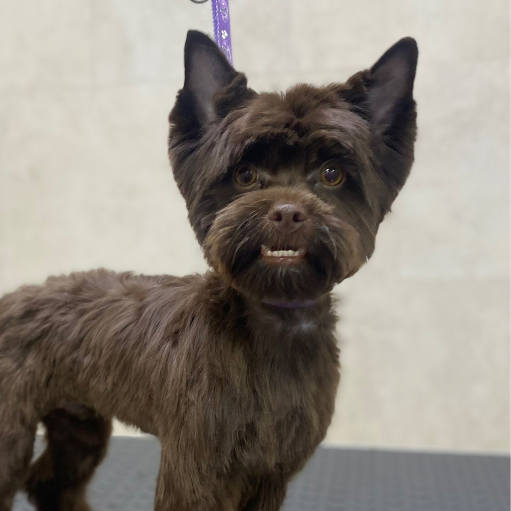 Шоколадный/Биро йорк