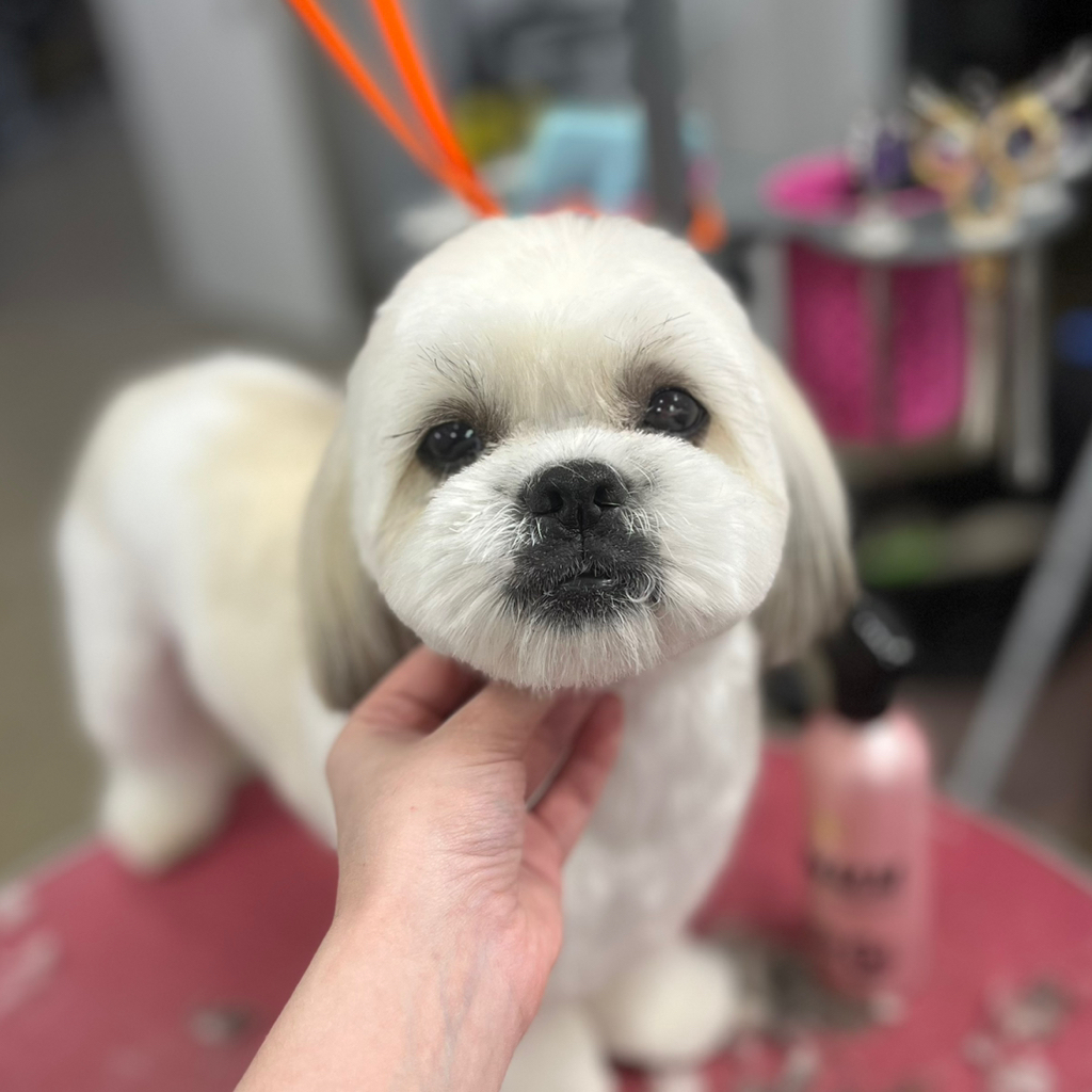 Ши-тцу- Комплекс с модельной стрижкой