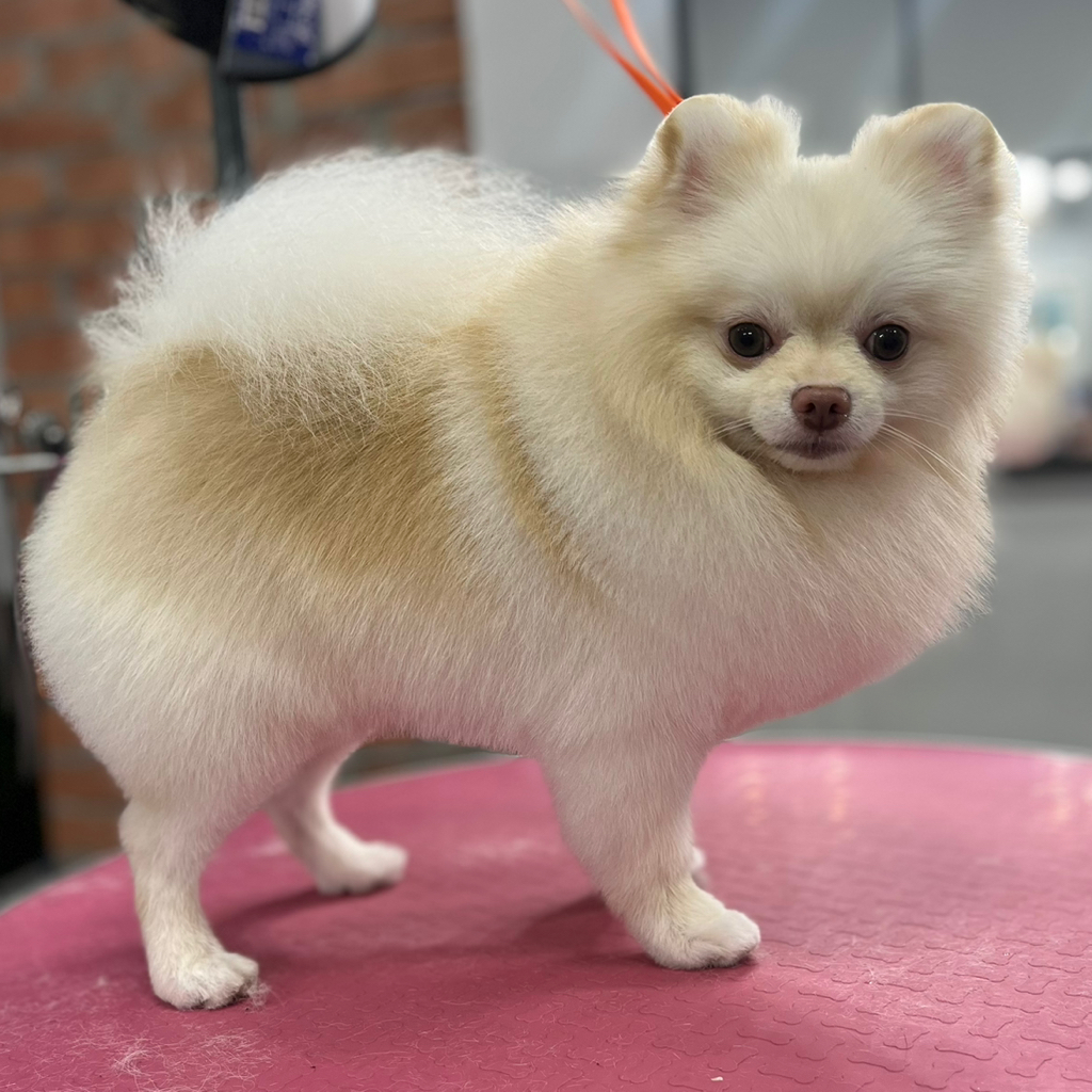 Малый шпиц (23-29 см) Комплекс со стрижкой