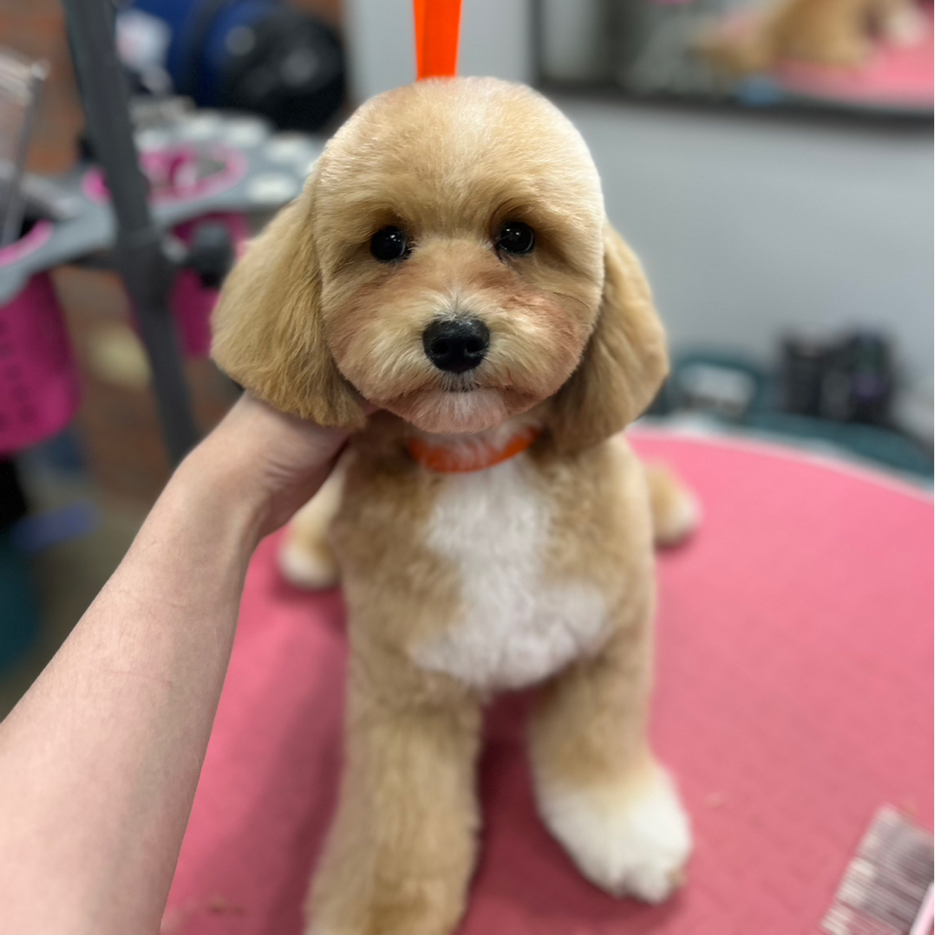 Той пудель(24-28 см, 5-6кг)- Комплекс с модельной стрижкой