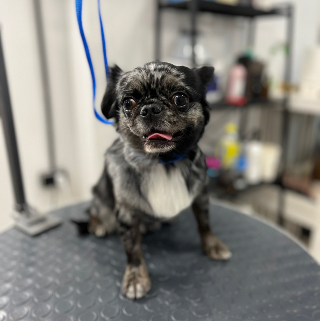 Чихуахуа- Комплекс со стрижкой под машинку/ Модельная стрижка для длинношерстных