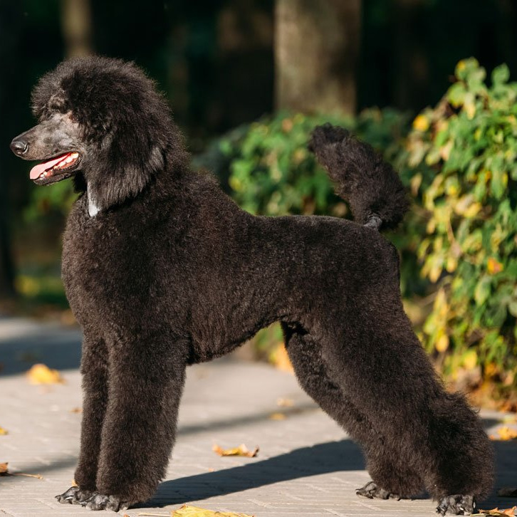 Пудель большой (стандартный) Комплекс "Стандарт" стрижка "Модерн" до 60 см в холке (более 60 см + 800 р)