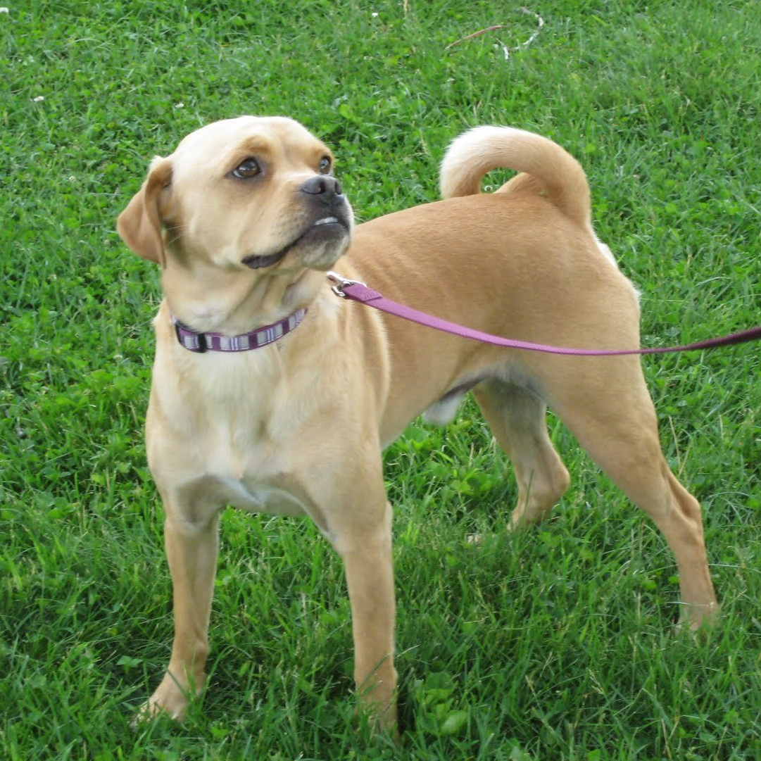 Метисы короткошерстные экспресс-линька/мытьё (шерсть как у мопса, лабрадора) до 20 см в холке