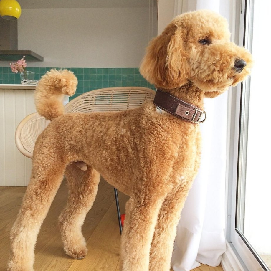 Пудель большой (стандартный) Комплекс "Стандарт" стрижка "Тедди" до 60 см в холке (более 60 см + 800 р)