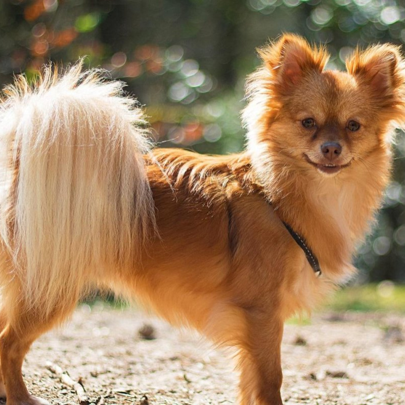 Метисы с удлиненной шерстью экспресс-линька/мытьё с окантовкой (шерсть как у шпица, длинношерстного чихуахуа) 31-40 см в холке