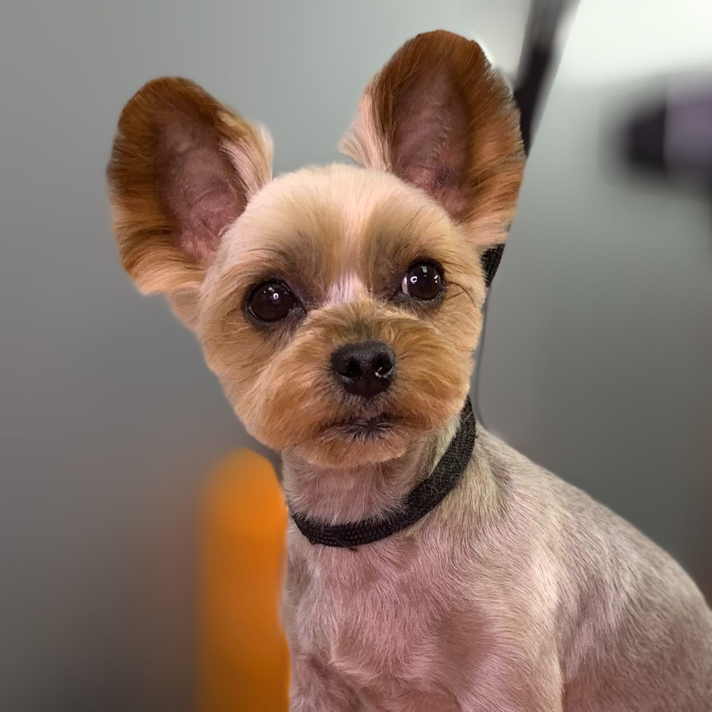 Метисы с нелиняющей шерстью "Стрижка машинкой коротко (5мм)" до 20 см в холке