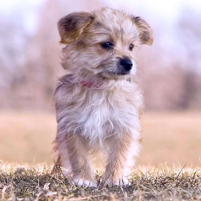 Метисы с нелиняющей шерстью "Стрижка модельная" до 30 см в холке