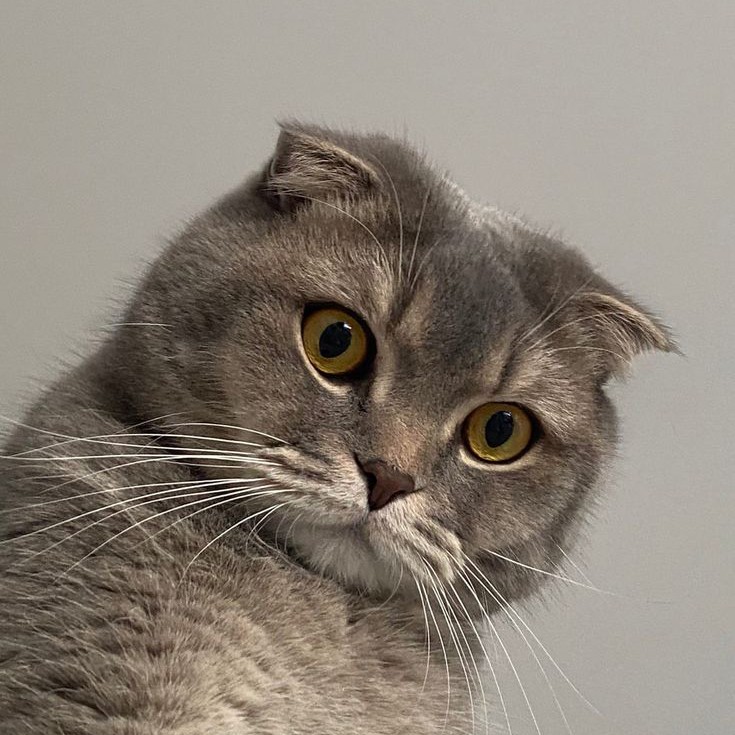 Коты экпресс линька/Стри


Коты экпресс линька или стрижка