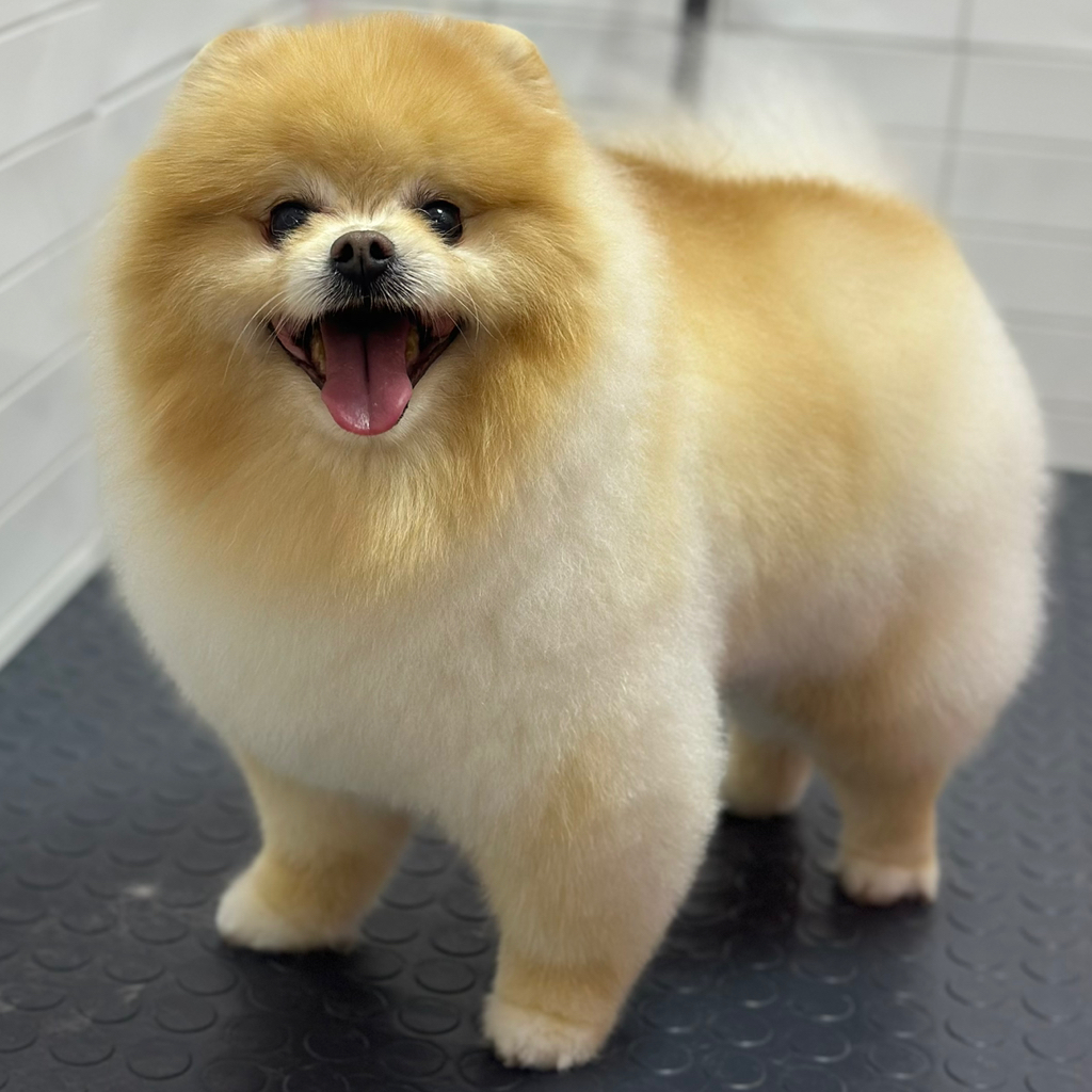 Комплекс СО СТРИЖКОЙ для шпица до 5 кг.