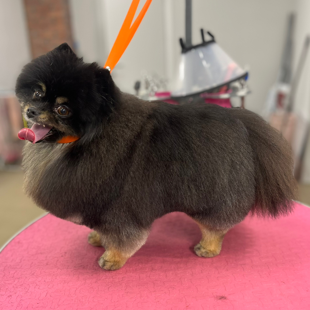 Средний шпиц(32-38 см)- Комплекс со стрижкой